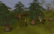 Yew Catherby