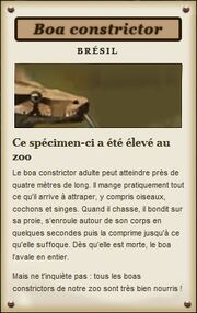 Boa constrictor