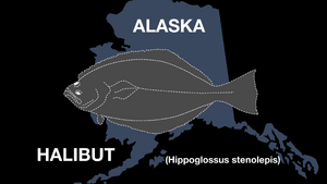 Scratching Hitchhiker halibut 1