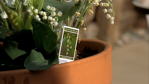 4x13 Lily of the Valley