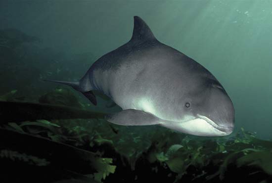 Cetacea - Animal Database