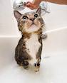Cat B