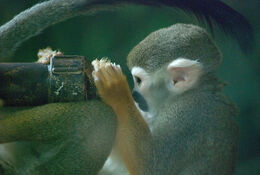 Monkey scientist