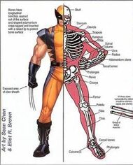 137278-82467-wolverine super.jpg