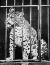 170px-Pumapard-1904