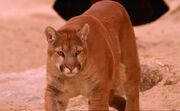 Guidemountainlion