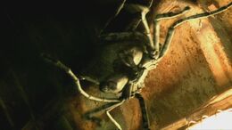 1x2 Arachnid 8