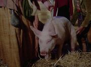 Schwein