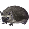Hedgehog