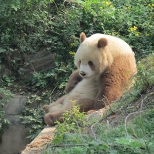 Giant Panda - Animal Database