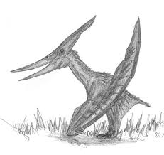 pteranodon wings