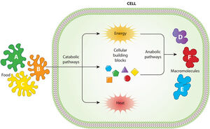 Catabolism-Anabolism-goog