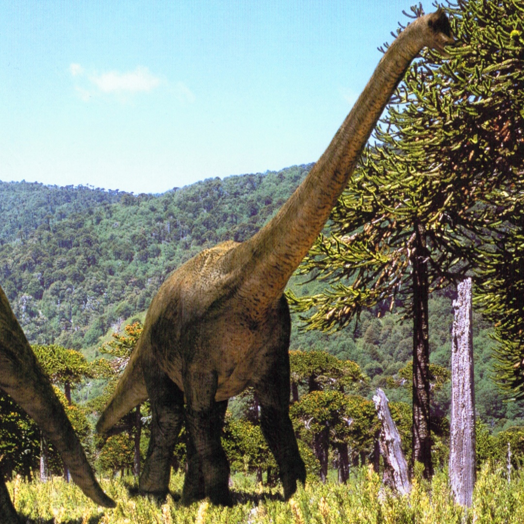 brontosaurus brachiosaurus