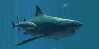 Video - Megalodon sighted in Mariana Trench-1 - Cryptid Wiki