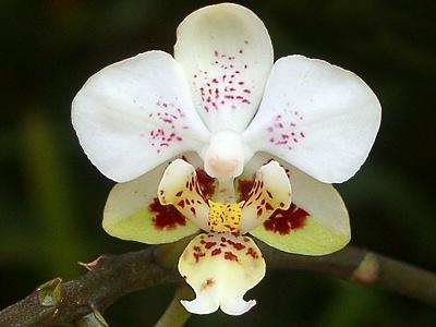 Phalaenopsis stuartiana - Orchids Wiki