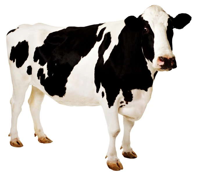 700cow.jpg