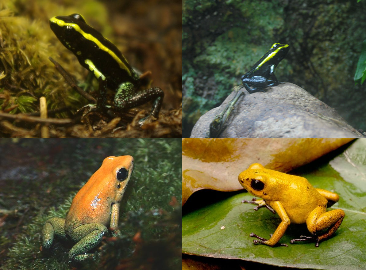 Phyllobates - Reptipedia, the Reptile & Amphibian Wiki