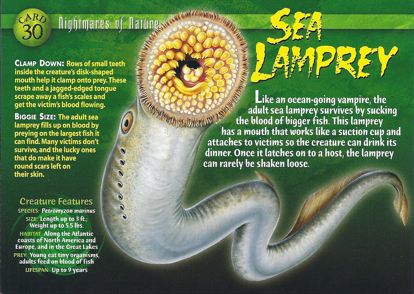 Sea Lamprey - Wierd N'wild Creatures Wiki